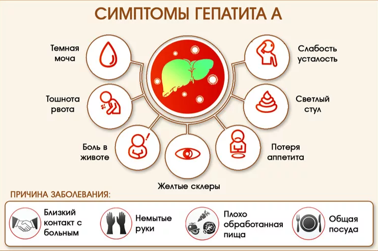 Профилактика гепатита А